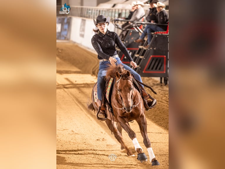 American Quarter Horse Hengst 17 Jahre Dunkelfuchs in Arnbruck