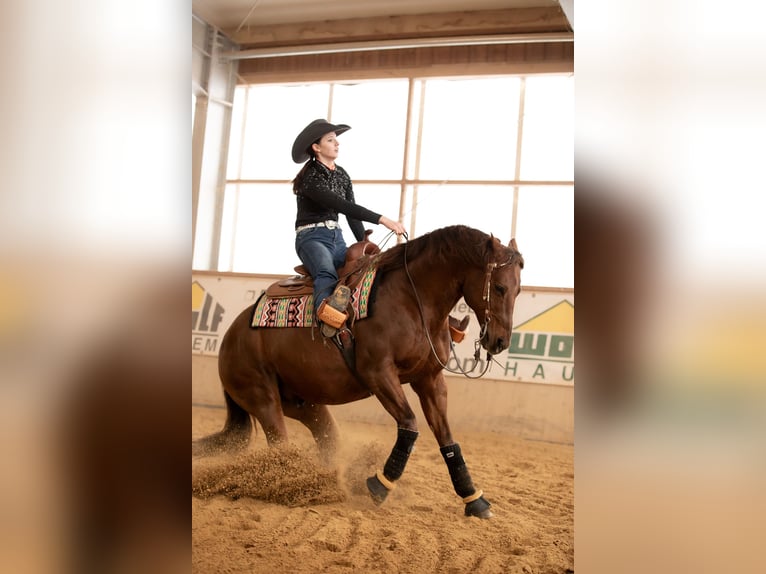 American Quarter Horse Hengst 17 Jahre Fuchs in Arnbruck