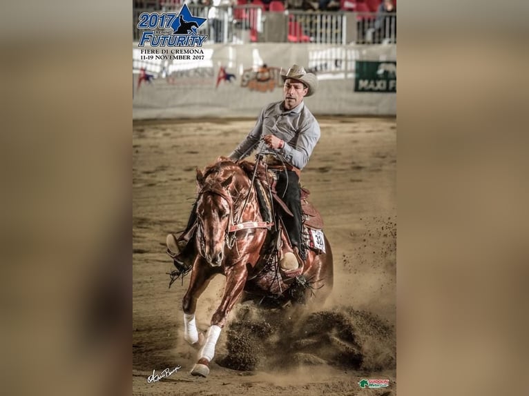 American Quarter Horse Hengst 17 Jahre Fuchs in Arnbruck