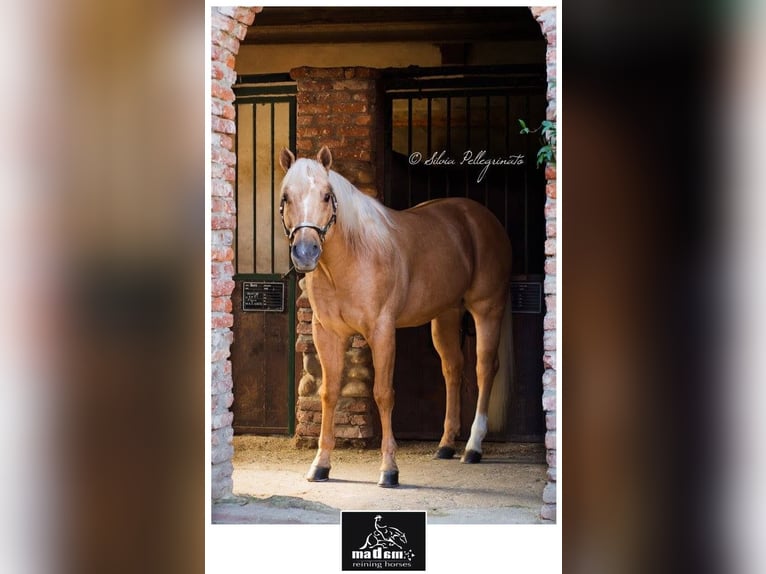 American Quarter Horse Hengst 19 Jaar 150 cm Palomino in Mokronog