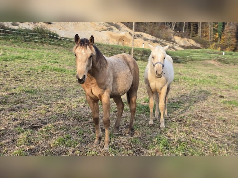 American Quarter Horse Hengst 19 Jaar 150 cm Palomino in Mokronog