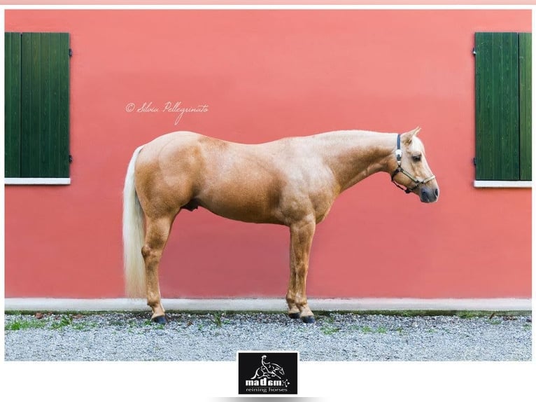 American Quarter Horse Hengst 19 Jaar 150 cm Palomino in Mokronog