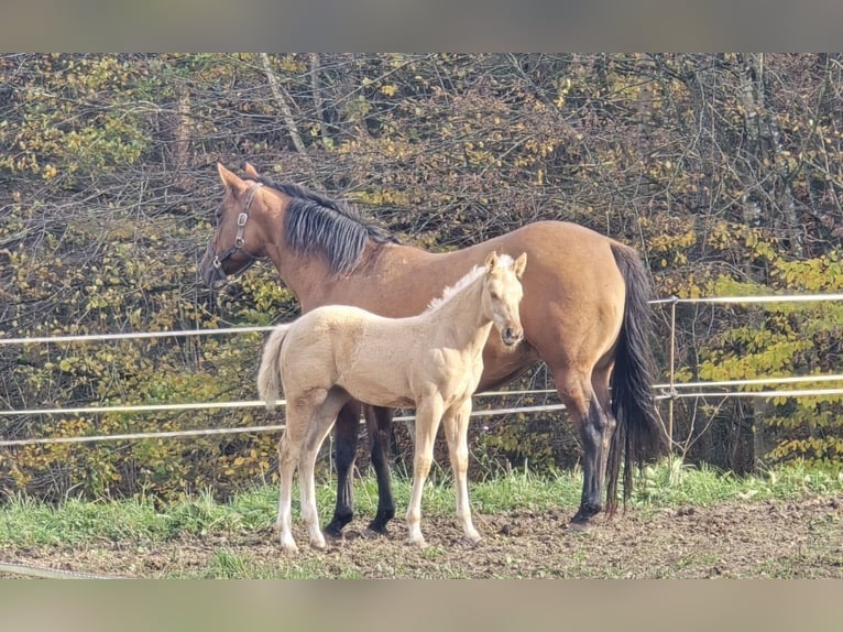 American Quarter Horse Hengst 19 Jaar 150 cm Palomino in Mokronog