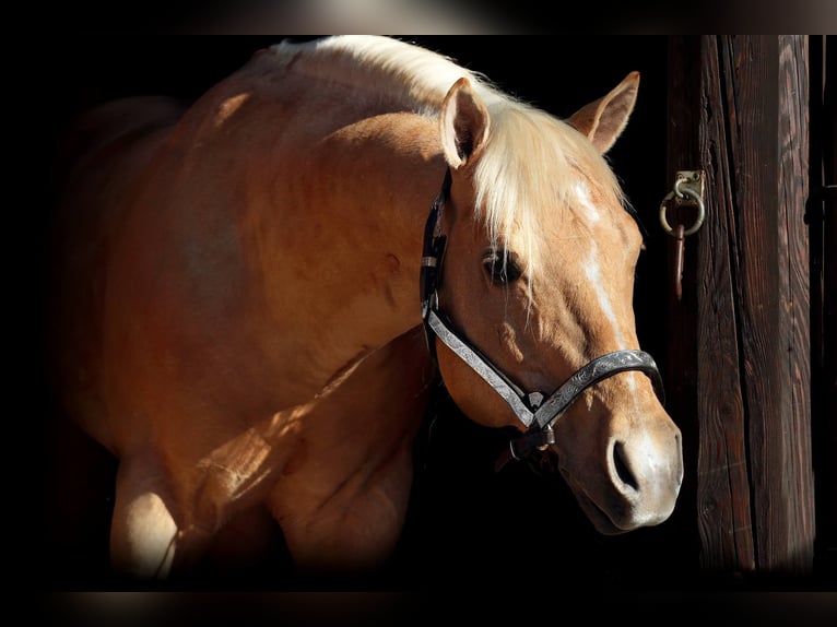 American Quarter Horse Hengst 19 Jaar 150 cm Palomino in Mokronog