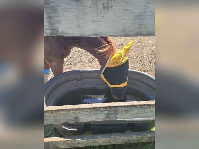 American Quarter Horse Hengst 19 Jaar Roan-Red in Temple Hills