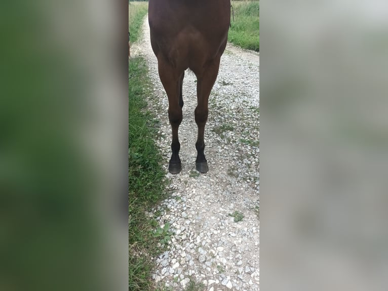 American Quarter Horse Hengst 1 Jaar 130 cm Lichtbruin in Zagreb