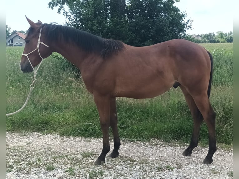 American Quarter Horse Hengst 1 Jaar 130 cm Lichtbruin in Zagreb