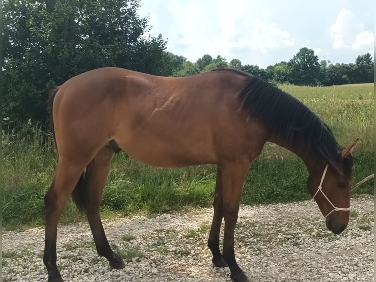 American Quarter Horse Hengst 1 Jaar 130 cm Lichtbruin in Zagreb