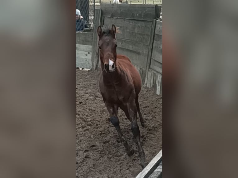 American Quarter Horse Hengst 1 Jaar 130 cm Lichtbruin in Zagreb