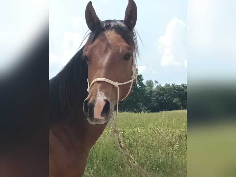 American Quarter Horse Hengst 1 Jaar 130 cm Lichtbruin in Zagreb