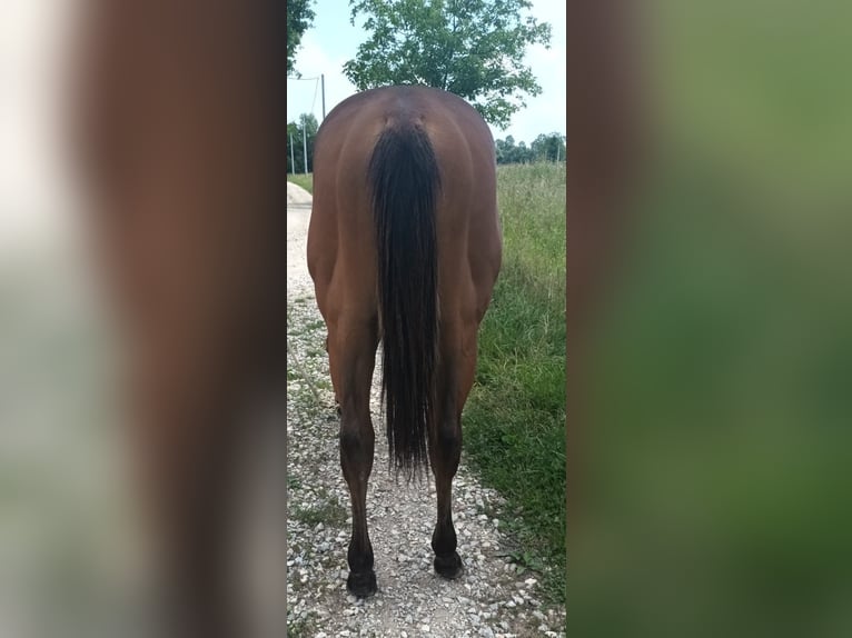 American Quarter Horse Hengst 1 Jaar 130 cm Lichtbruin in Zagreb