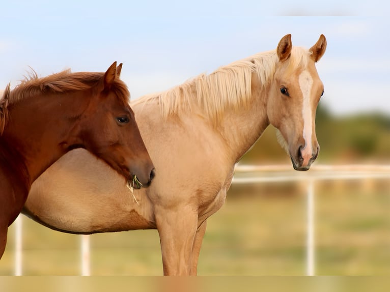 American Quarter Horse Hengst 1 Jaar 132 cm Palomino in Wayne