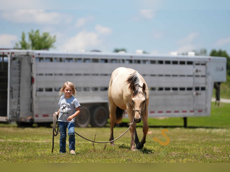 American Quarter Horse Hengst 1 Jaar 135 cm Buckskin in Bogard