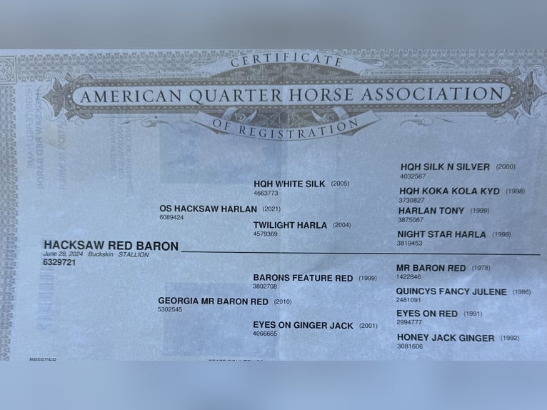 American Quarter Horse Hengst 1 Jaar 135 cm Buckskin in Bogard