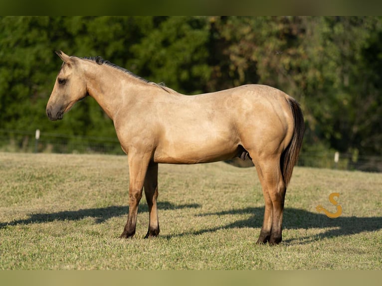 American Quarter Horse Hengst 1 Jaar 135 cm Buckskin in Bogard