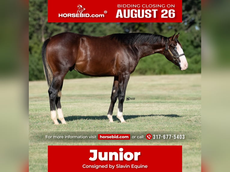 American Quarter Horse Hengst 1 Jaar 137 cm Roodbruin in Whitesboro