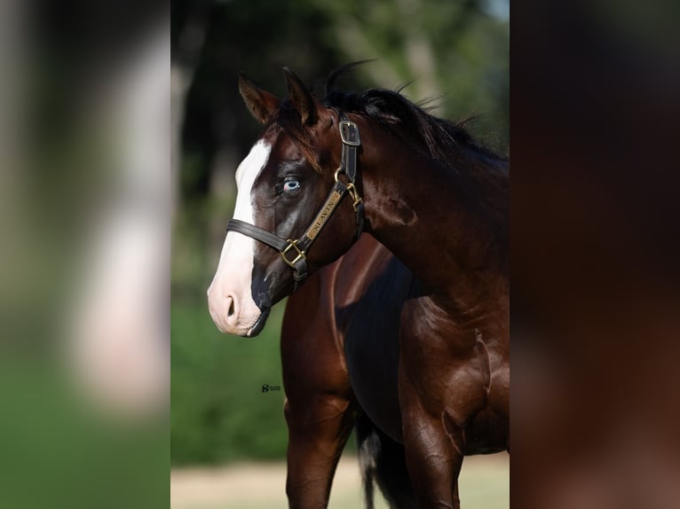 American Quarter Horse Hengst 1 Jaar 137 cm Roodbruin in Whitesboro