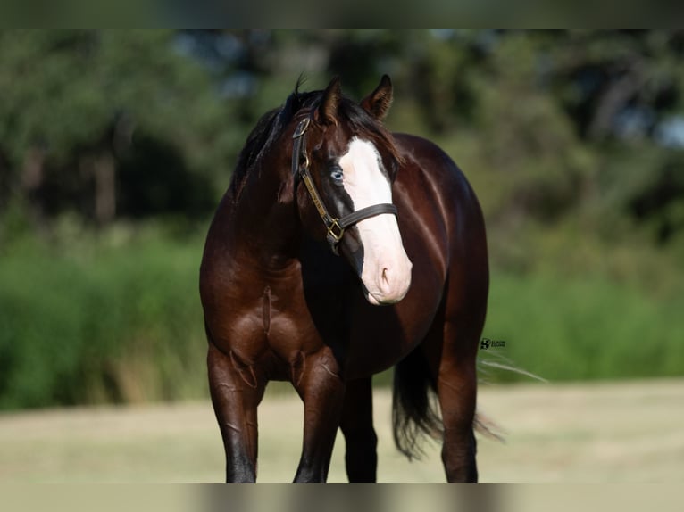 American Quarter Horse Hengst 1 Jaar 137 cm Roodbruin in Whitesboro