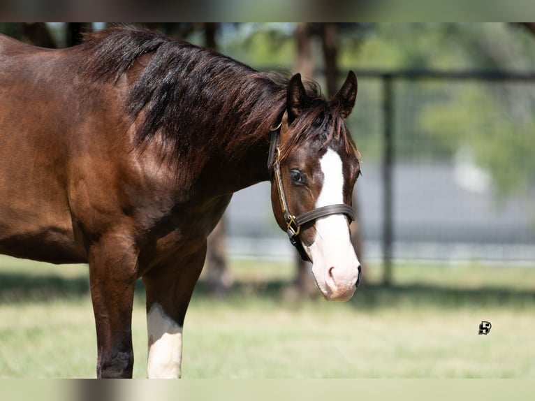 American Quarter Horse Hengst 1 Jaar 140 cm Bruin in Whitesboro, TX