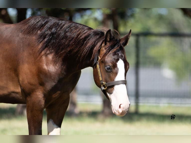 American Quarter Horse Hengst 1 Jaar 140 cm Bruin in Whitesboro, TX