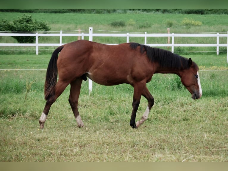 American Quarter Horse Hengst 1 Jaar 140 cm Bruin in Limburg an der Lahn