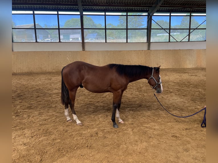 American Quarter Horse Hengst 1 Jaar 140 cm Bruin in Villmar