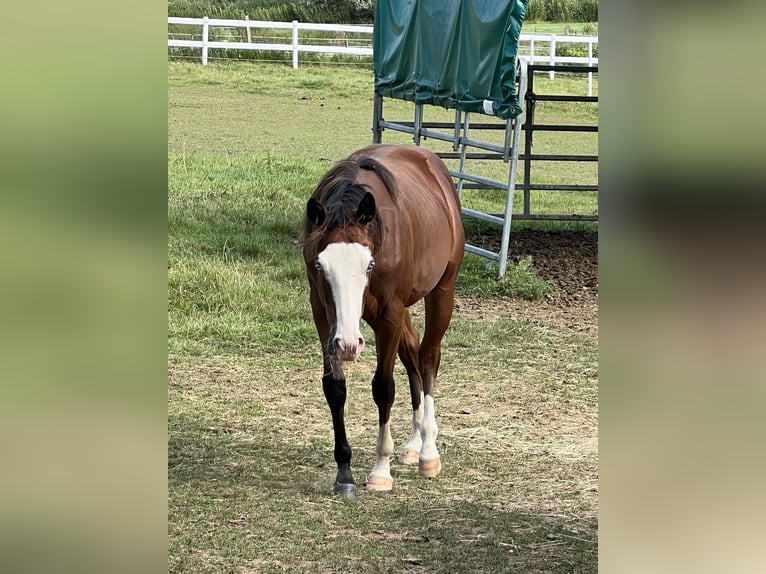 American Quarter Horse Hengst 1 Jaar 140 cm Bruin in Villmar