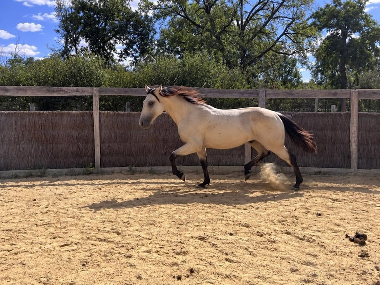 American Quarter Horse Hengst 1 Jaar 140 cm Buckskin in Montmorillon