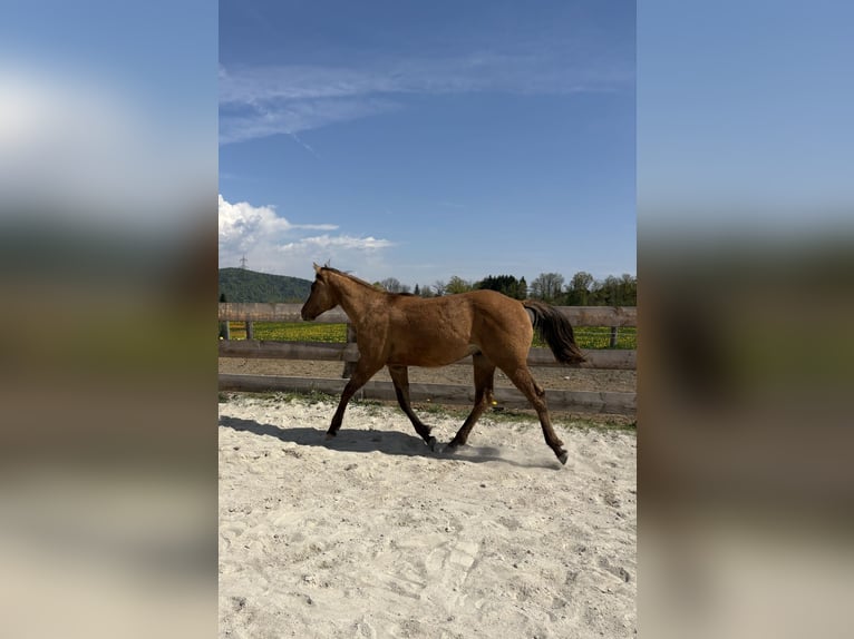 American Quarter Horse Hengst 1 Jaar 140 cm Falbe in Riegersdorf