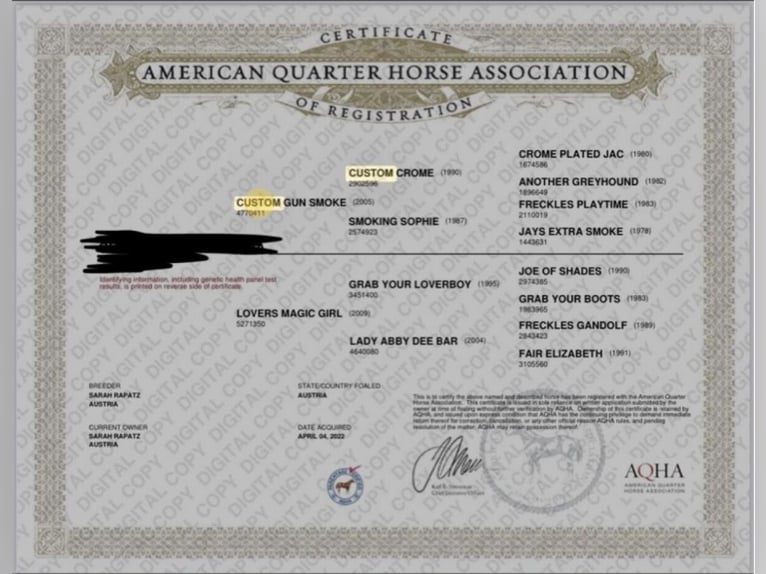 American Quarter Horse Hengst 1 Jaar 140 cm Falbe in Riegersdorf