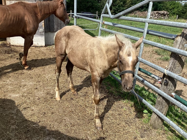 American Quarter Horse Hengst 1 Jaar 140 cm Palomino in ApfeldorfApfeldorf