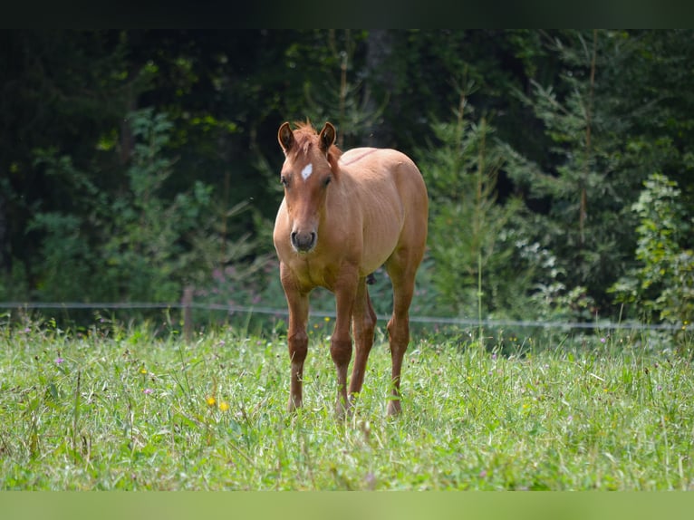 American Quarter Horse Mix Hengst 1 Jaar 140 cm Red Dun in St. Koloman