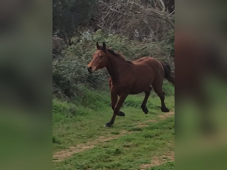 American Quarter Horse Hengst 1 Jaar 140 cm Roodbruin in chieti