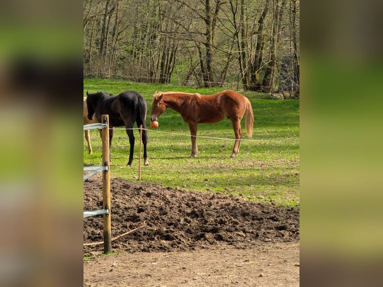 American Quarter Horse Hengst 1 Jaar 140 cm Vos in Bruchweiler
