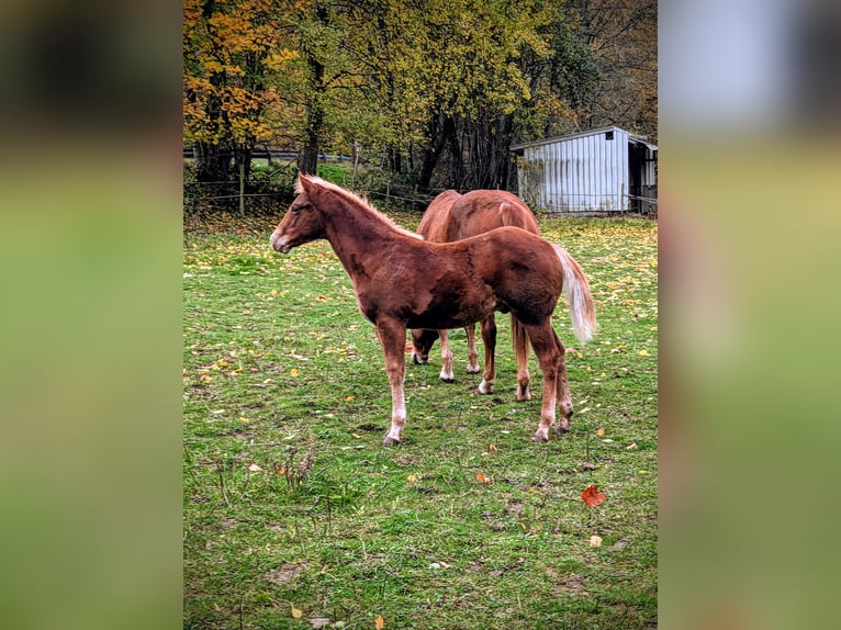 American Quarter Horse Hengst 1 Jaar 140 cm Vos in Bruchweiler