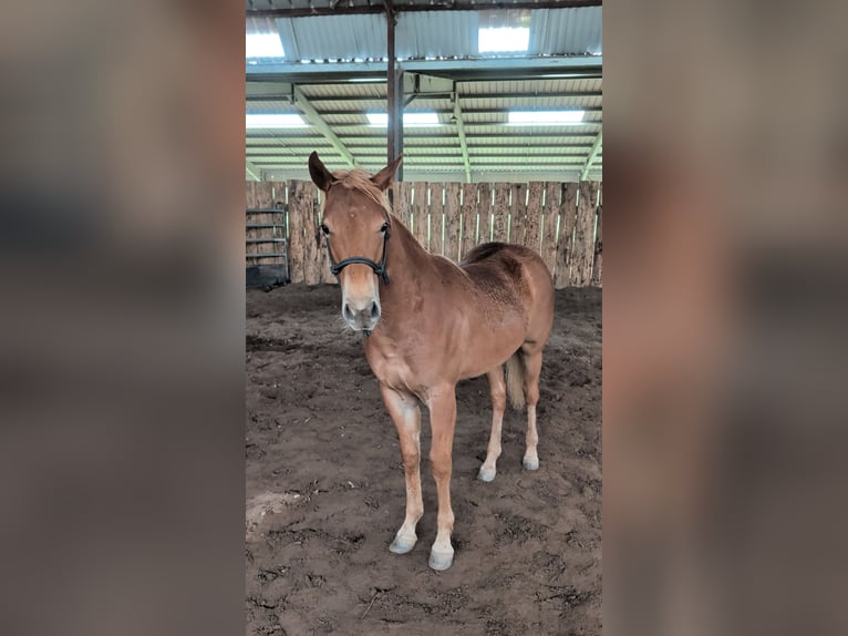 American Quarter Horse Hengst 1 Jaar 140 cm Vos in Bruchweiler