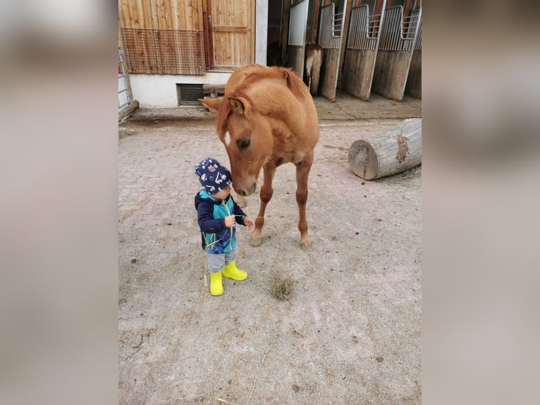 American Quarter Horse Mix Hengst 1 Jaar 142 cm Red Dun in St. Koloman