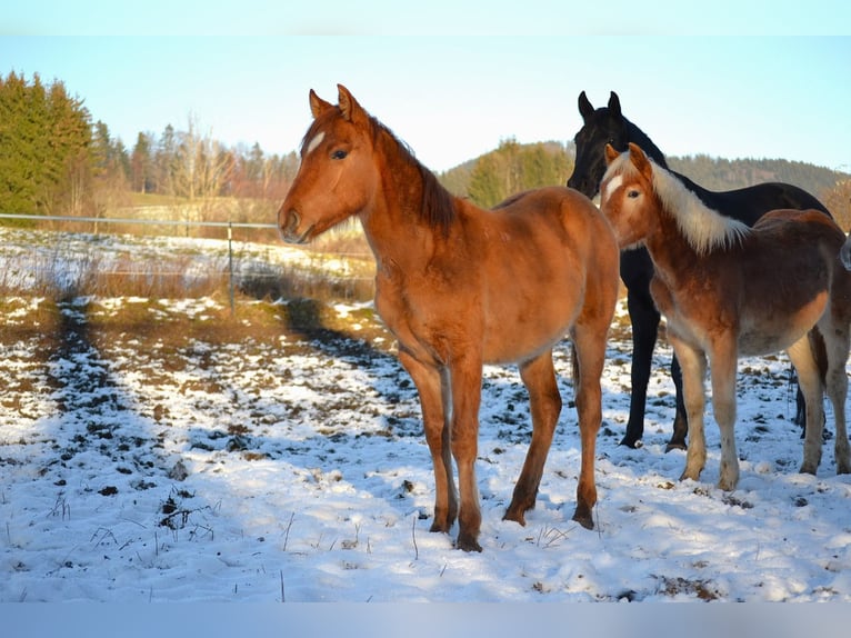 American Quarter Horse Mix Hengst 1 Jaar 142 cm Red Dun in St. Koloman