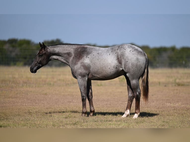 American Quarter Horse Hengst 1 Jaar 142 cm Roan-Red in Waco