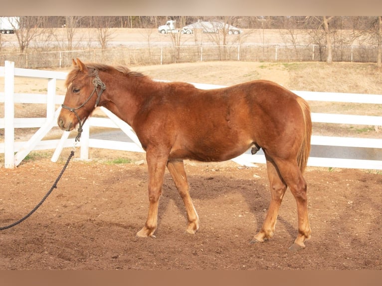 American Quarter Horse Hengst 1 Jaar 142 cm Roodvos in Purcell