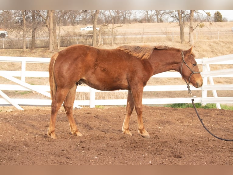 American Quarter Horse Hengst 1 Jaar 142 cm Roodvos in Purcell