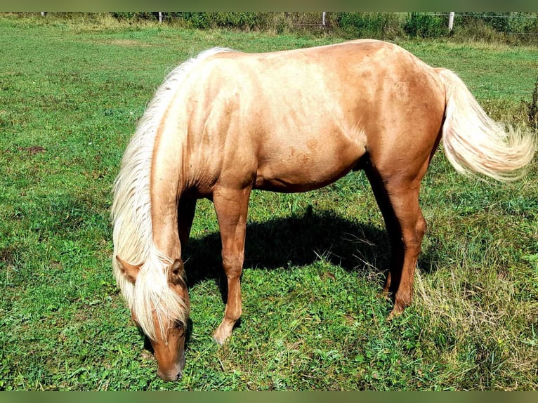 American Quarter Horse Hengst 1 Jaar 144 cm Palomino in Sodražica