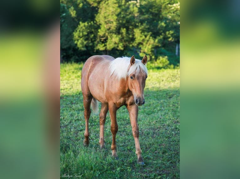 American Quarter Horse Hengst 1 Jaar 144 cm Palomino in Sodražica