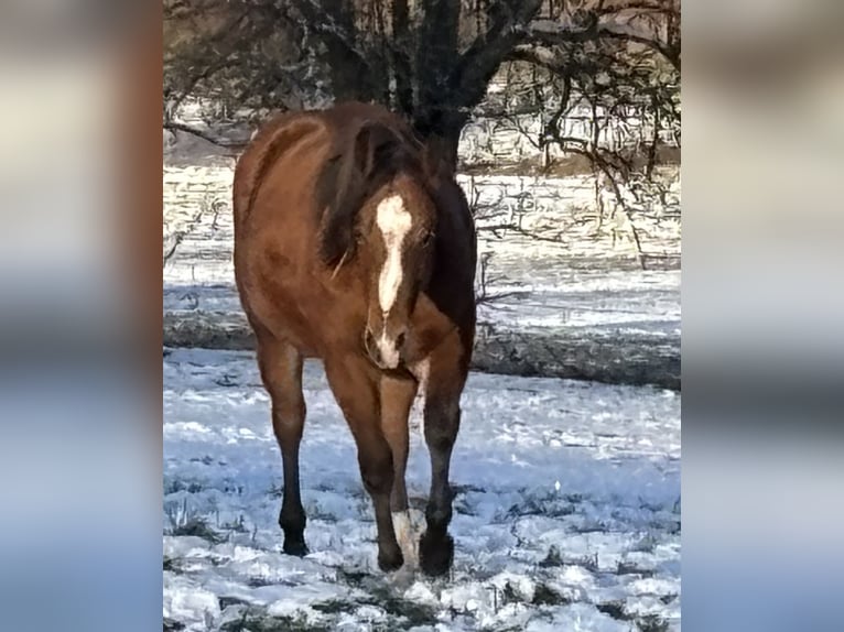 American Quarter Horse Hengst 1 Jaar 145 cm Bruin in Fladungen