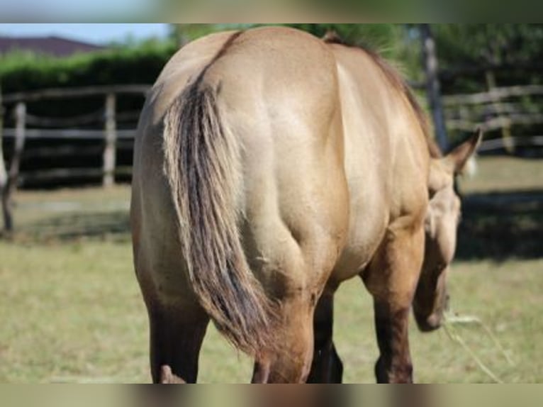 American Quarter Horse Hengst 1 Jaar 145 cm Grullo in Kaposvar