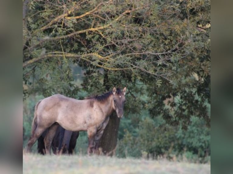 American Quarter Horse Hengst 1 Jaar 145 cm Grullo in Kaposvar