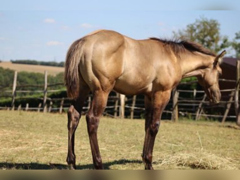 American Quarter Horse Hengst 1 Jaar 145 cm Grullo in Kaposvar