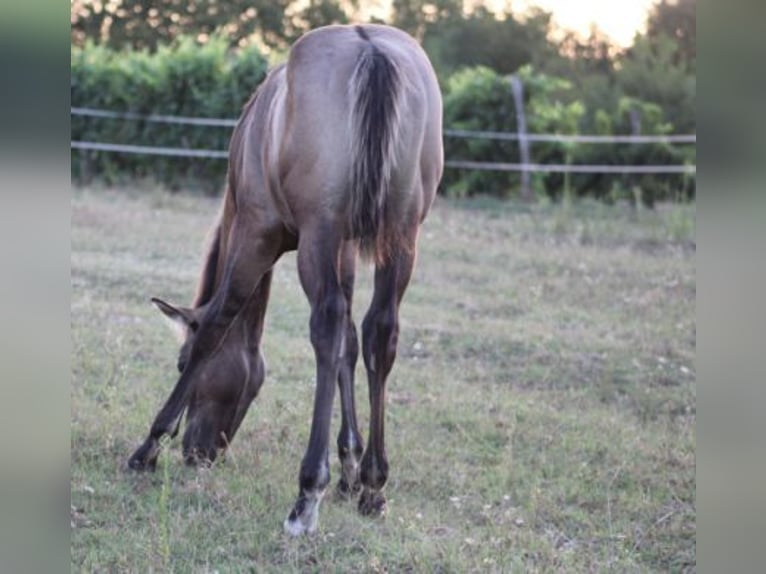 American Quarter Horse Hengst 1 Jaar 145 cm Grullo in Kaposvar