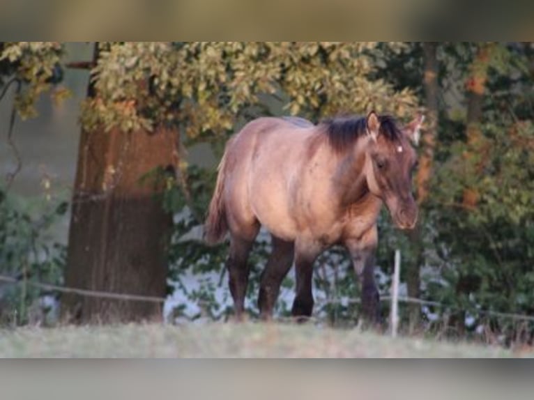 American Quarter Horse Hengst 1 Jaar 145 cm Grullo in Kaposvar