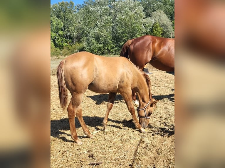 American Quarter Horse Hengst 1 Jaar 145 cm Red Dun in Akasztó